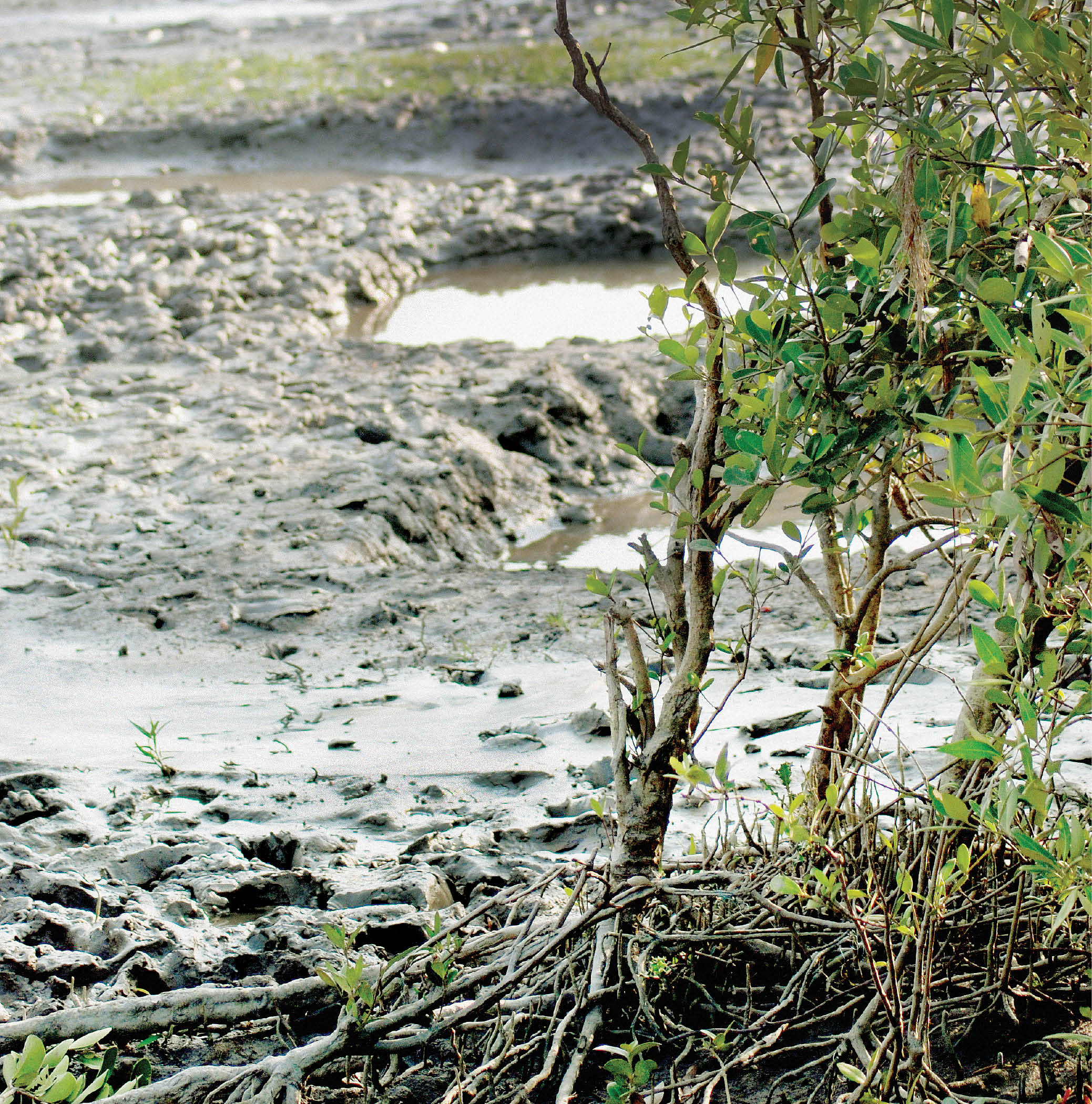 The Emerald Coastguards: Mangrove Forests in India
